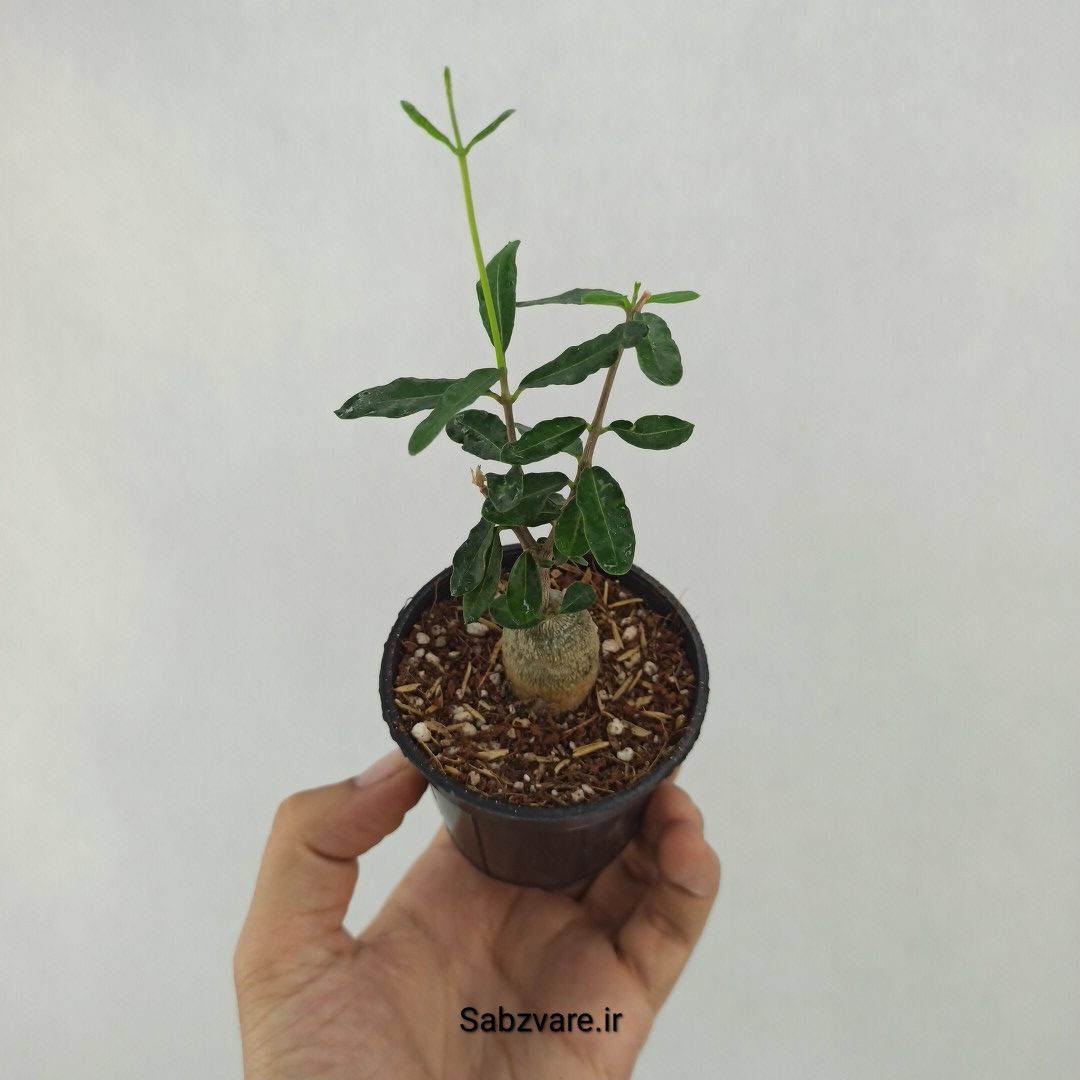 فوکیا ادولیس (B24246)