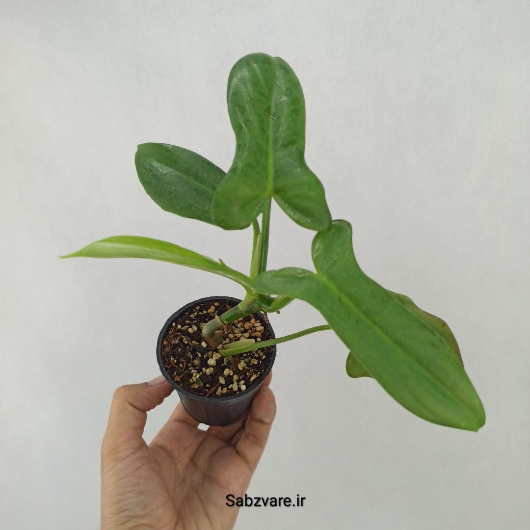 فیلودندرون برگ ویولونی (B24244)