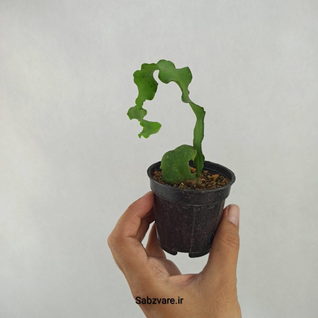 اپیفیلوم پیچ (D24291) - Image 3