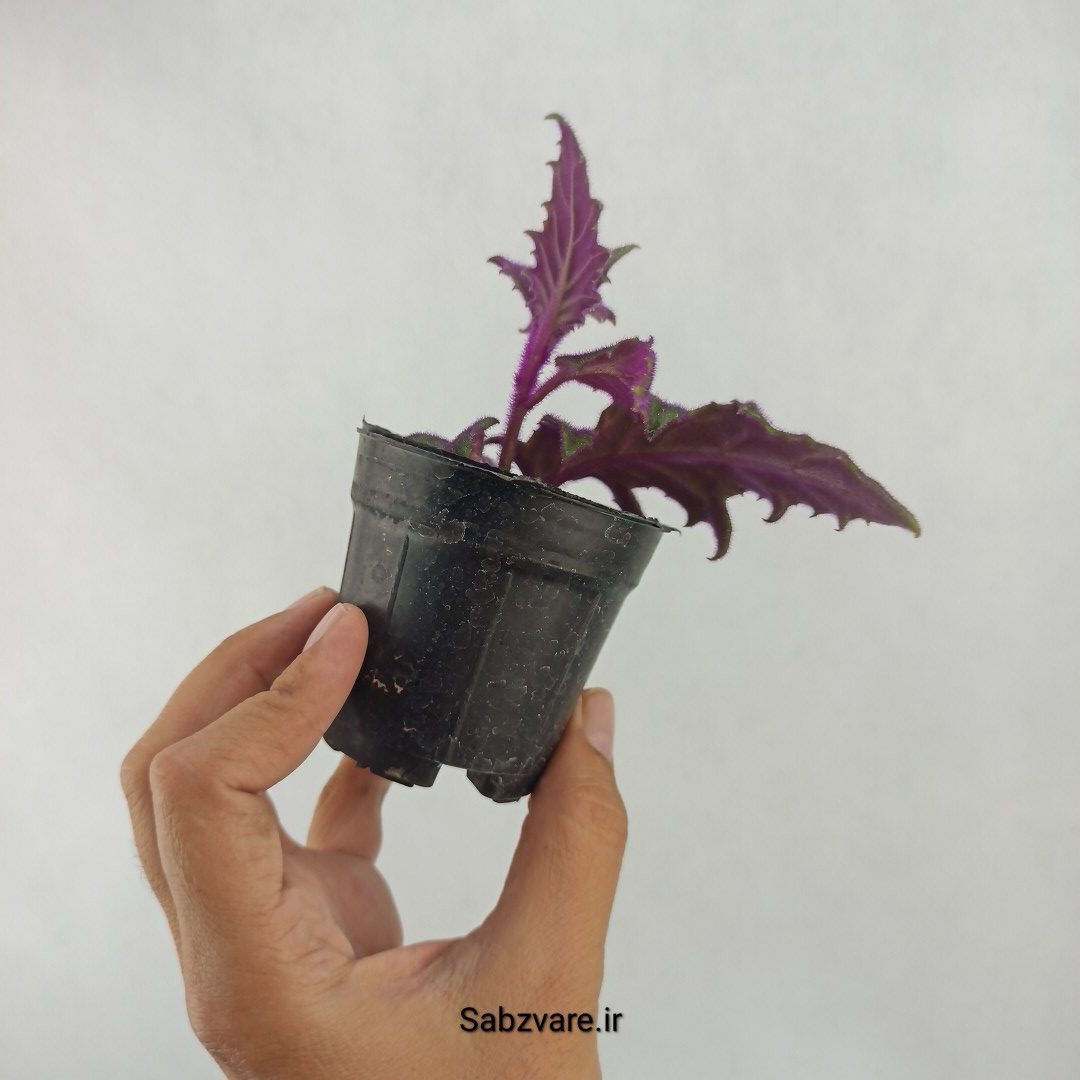 ژینورا یا شب تاب (D24287) - Image 3
