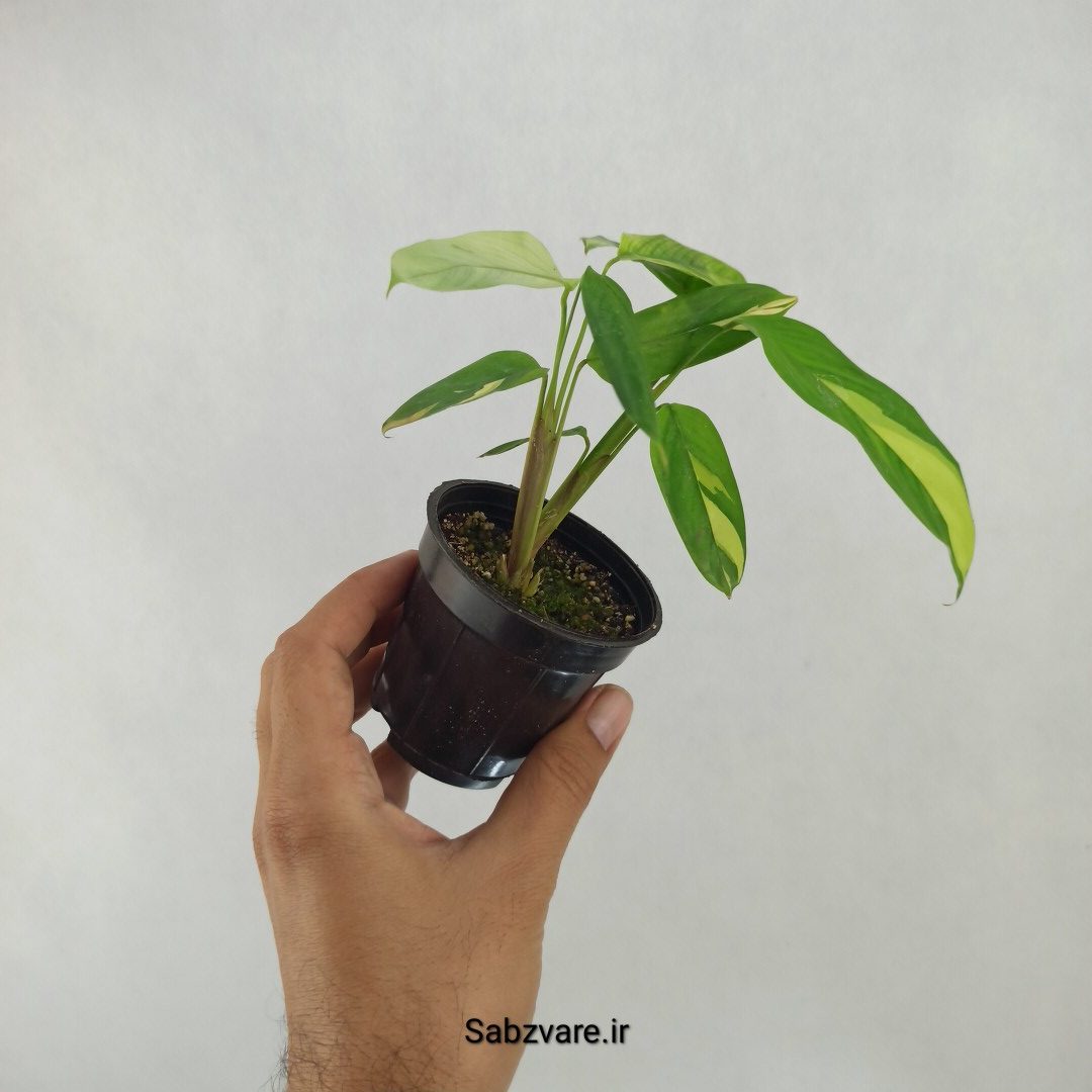 سیتنانته لوبرسیانا ابلق (D24277) - Image 2