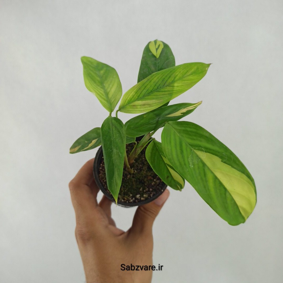 سیتنانته لوبرسیانا ابلق (D24277)