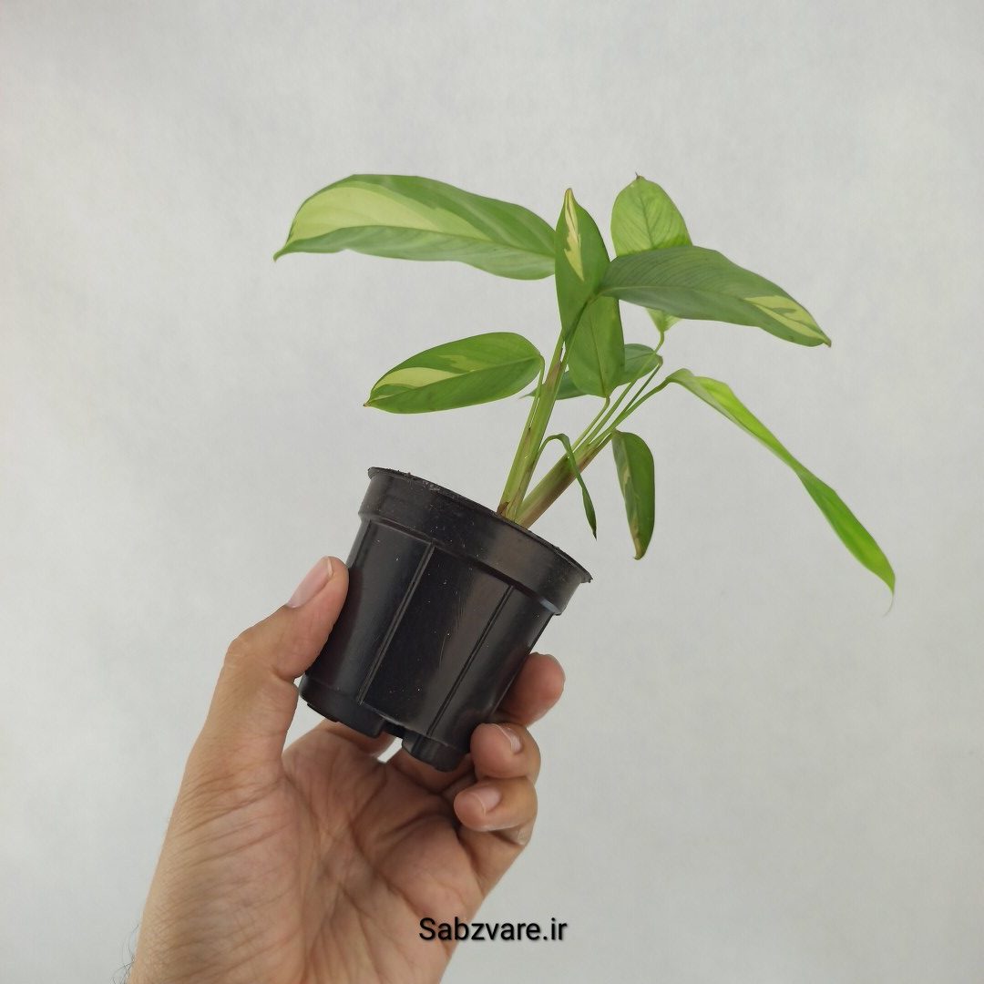 سیتنانته لوبرسیانا ابلق (D24277) - Image 3