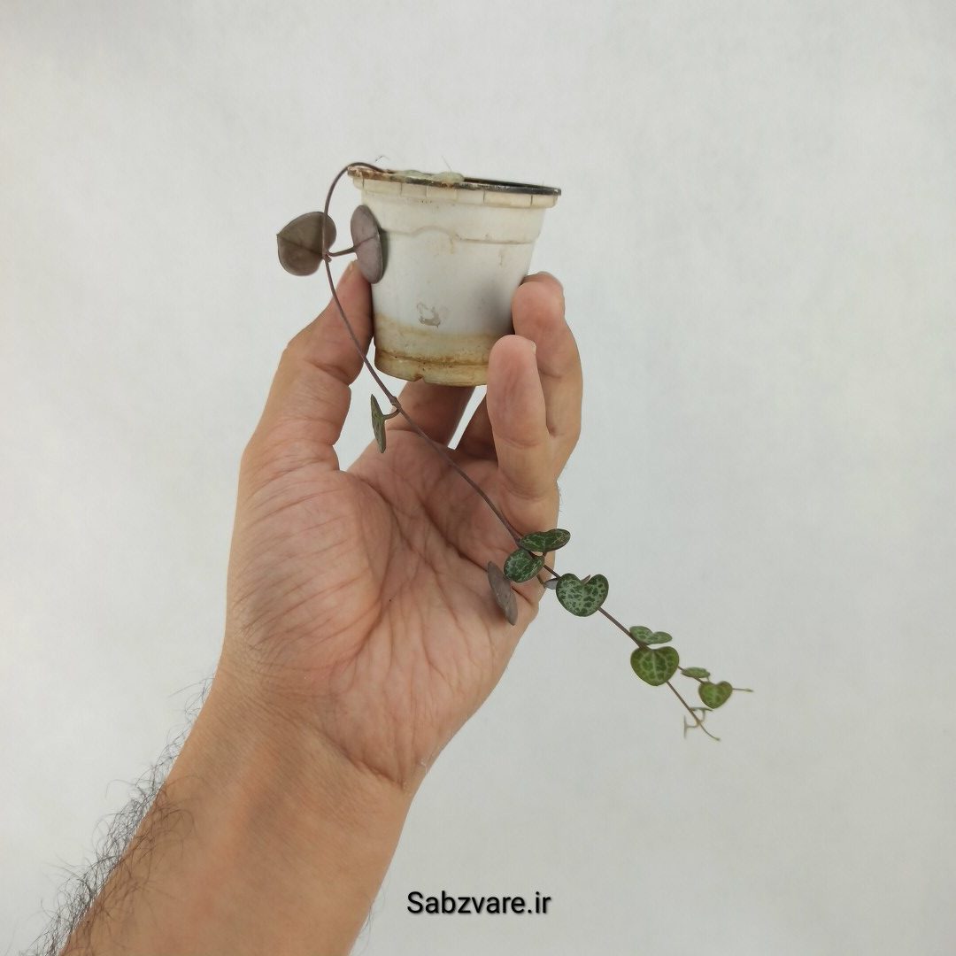 سروپژیا سبز (D24275) - Image 2