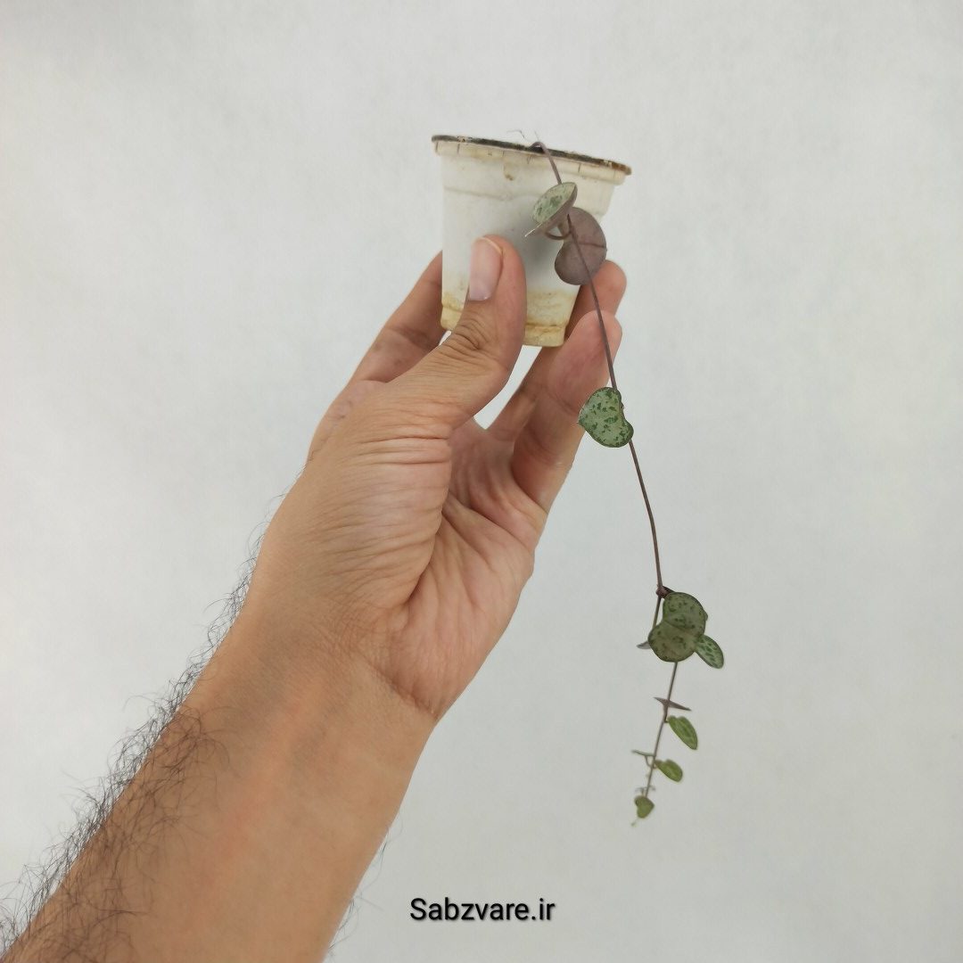 سروپژیا سبز (D24275)
