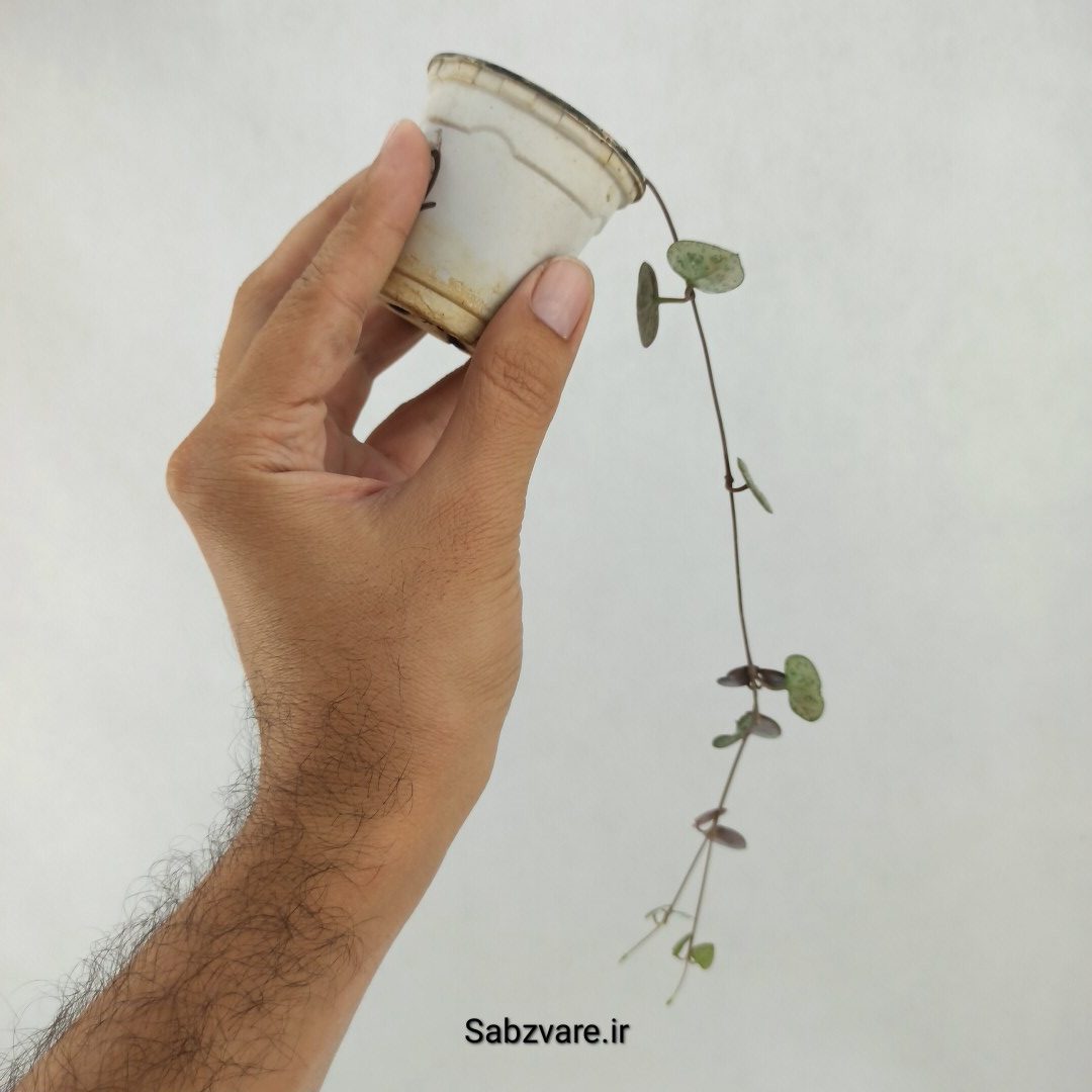 سروپژیا سبز (D24275) - Image 3