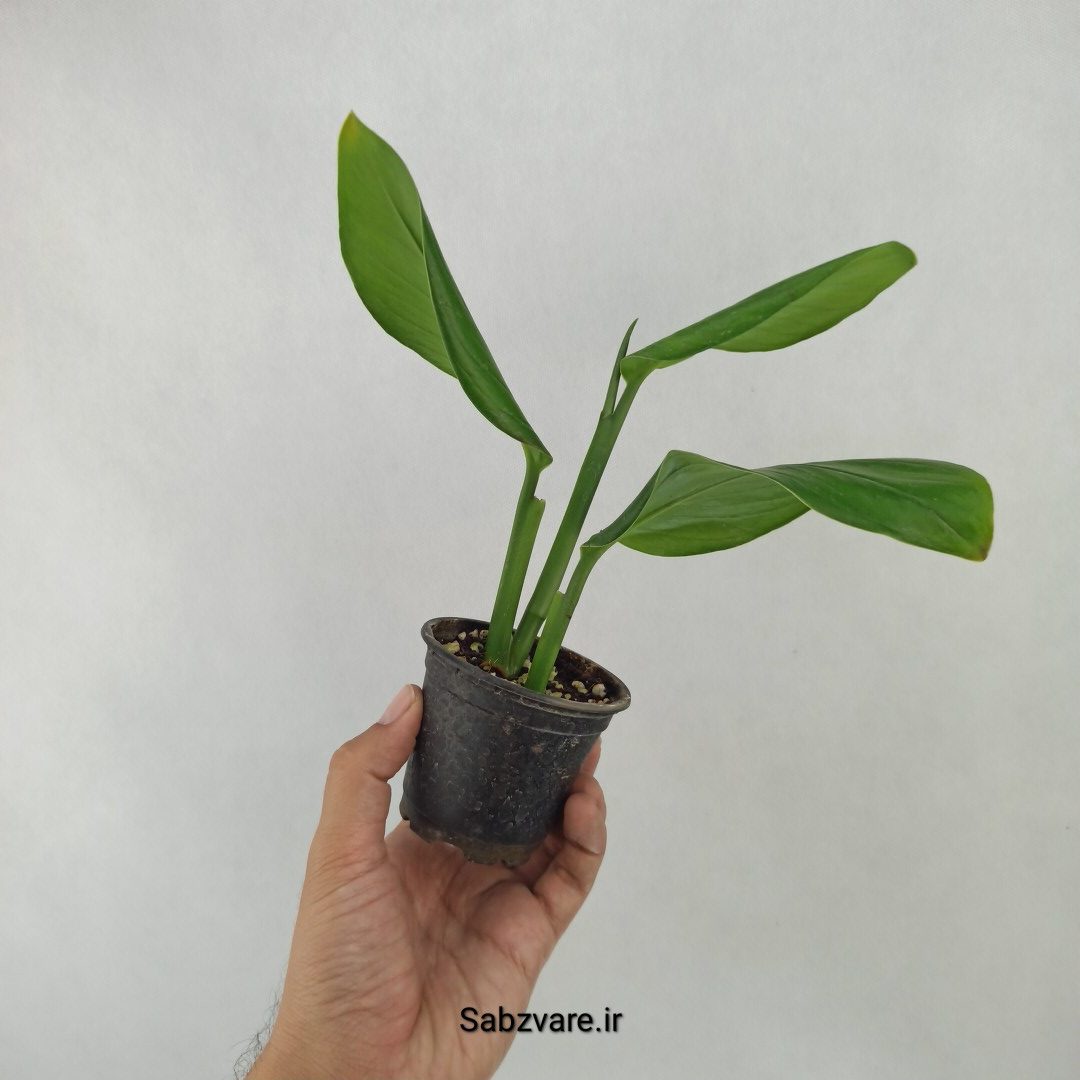 پتوس شیخی (D24273) - Image 2