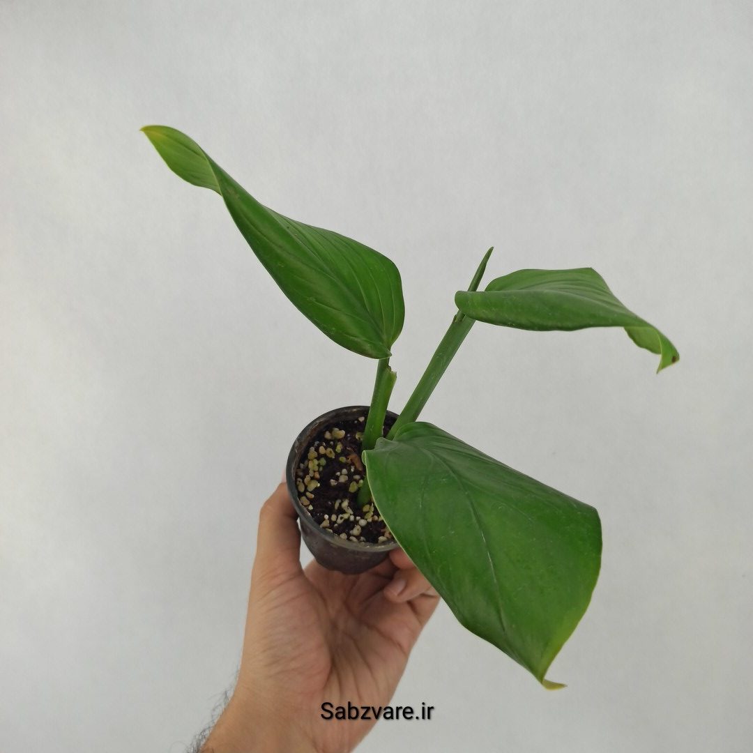 پتوس شیخی (D24273) - Image 3