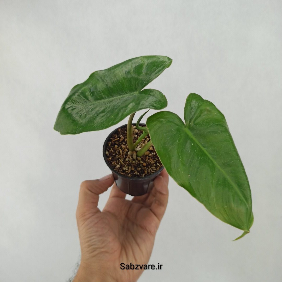 فیلودندرون برل مارکس (D24272)