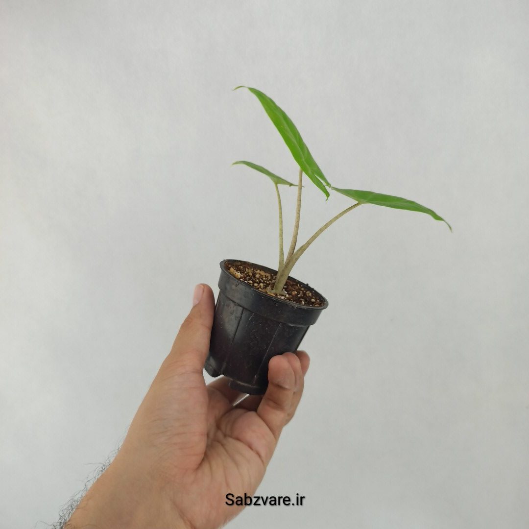 بابا آدم تنه قرمز (C24262) - Image 3