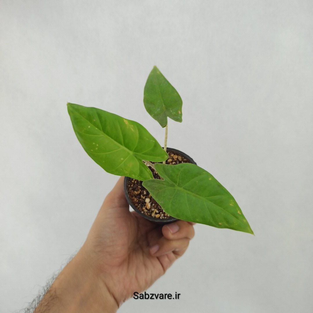 بابا آدم تنه قرمز (C24262)