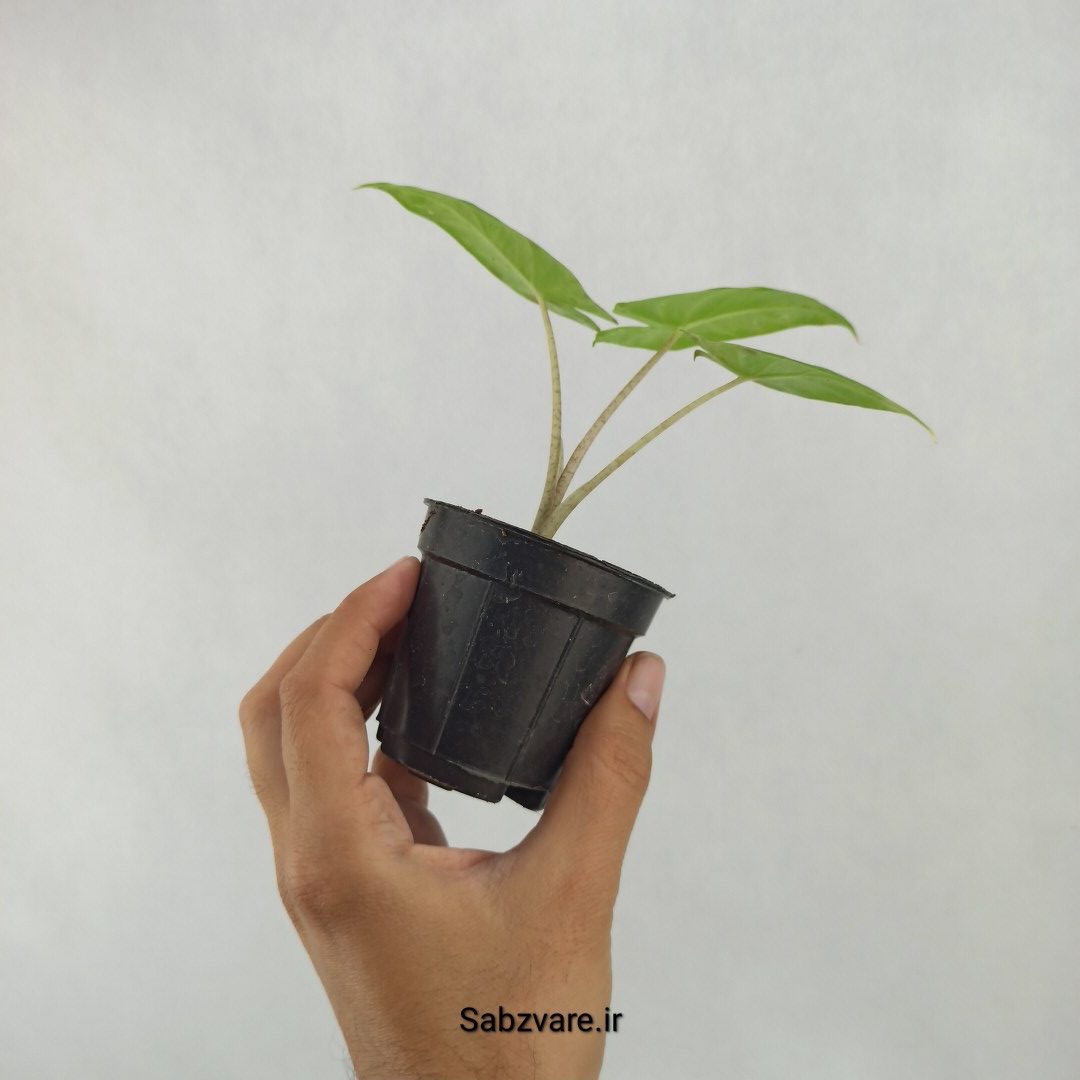 بابا آدم تنه قرمز (C24262) - Image 2