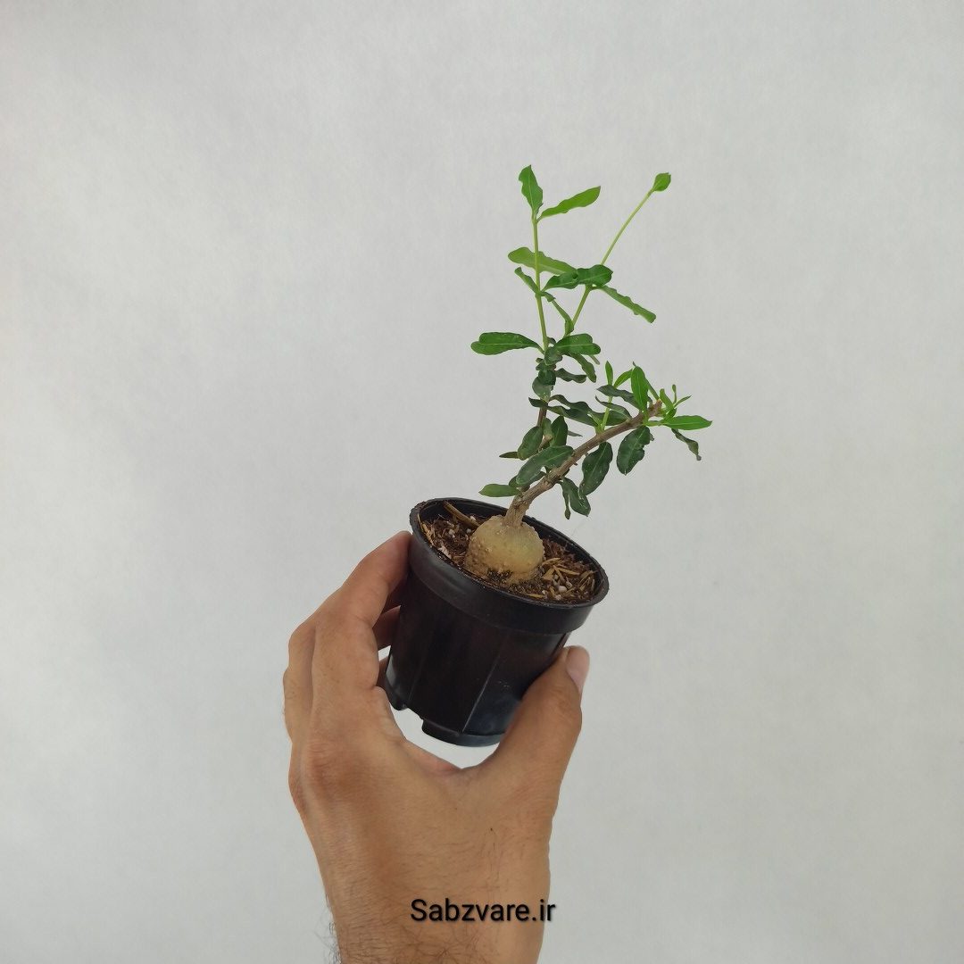 فوکیا ادولیس (C24252) - Image 3