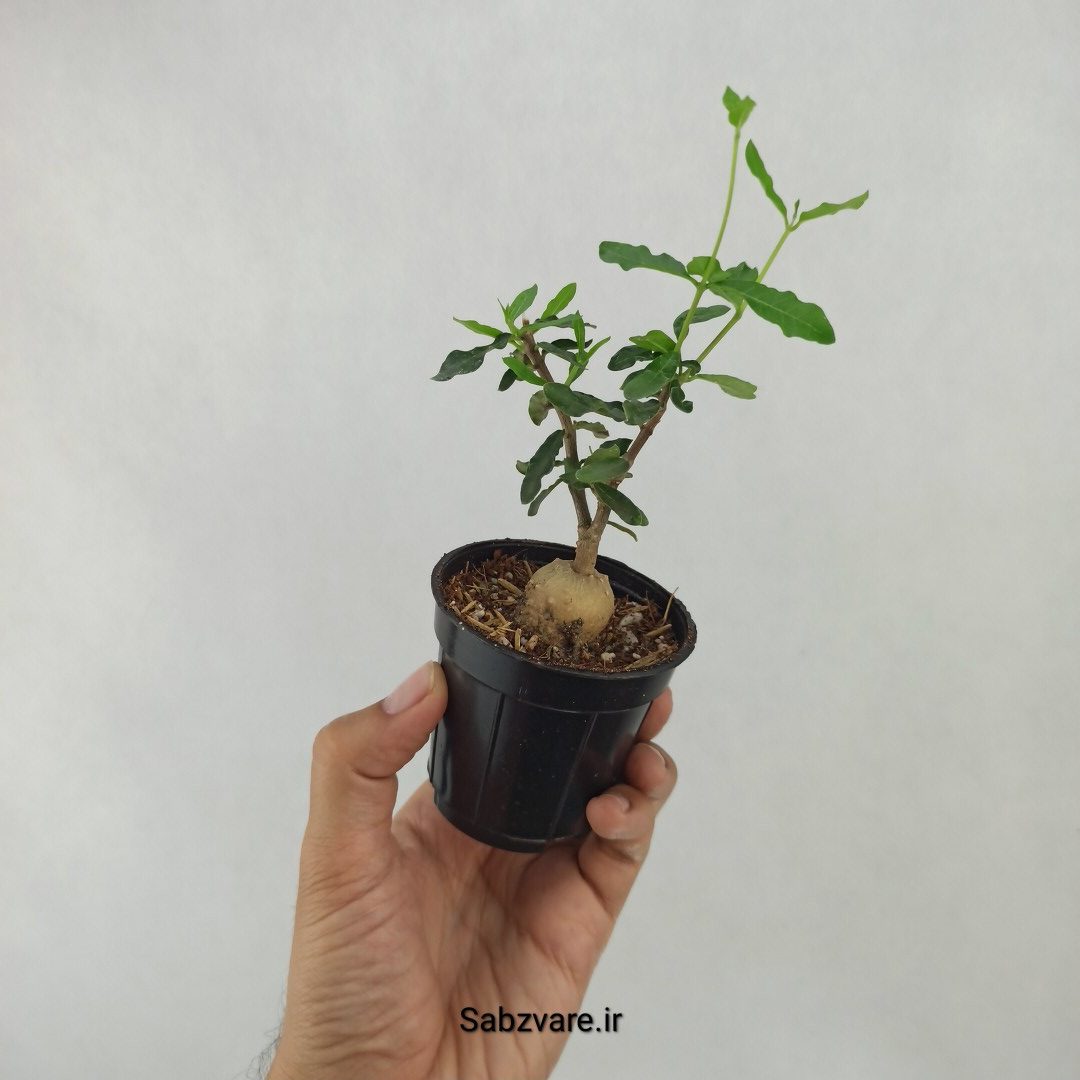 فوکیا ادولیس (C24252)