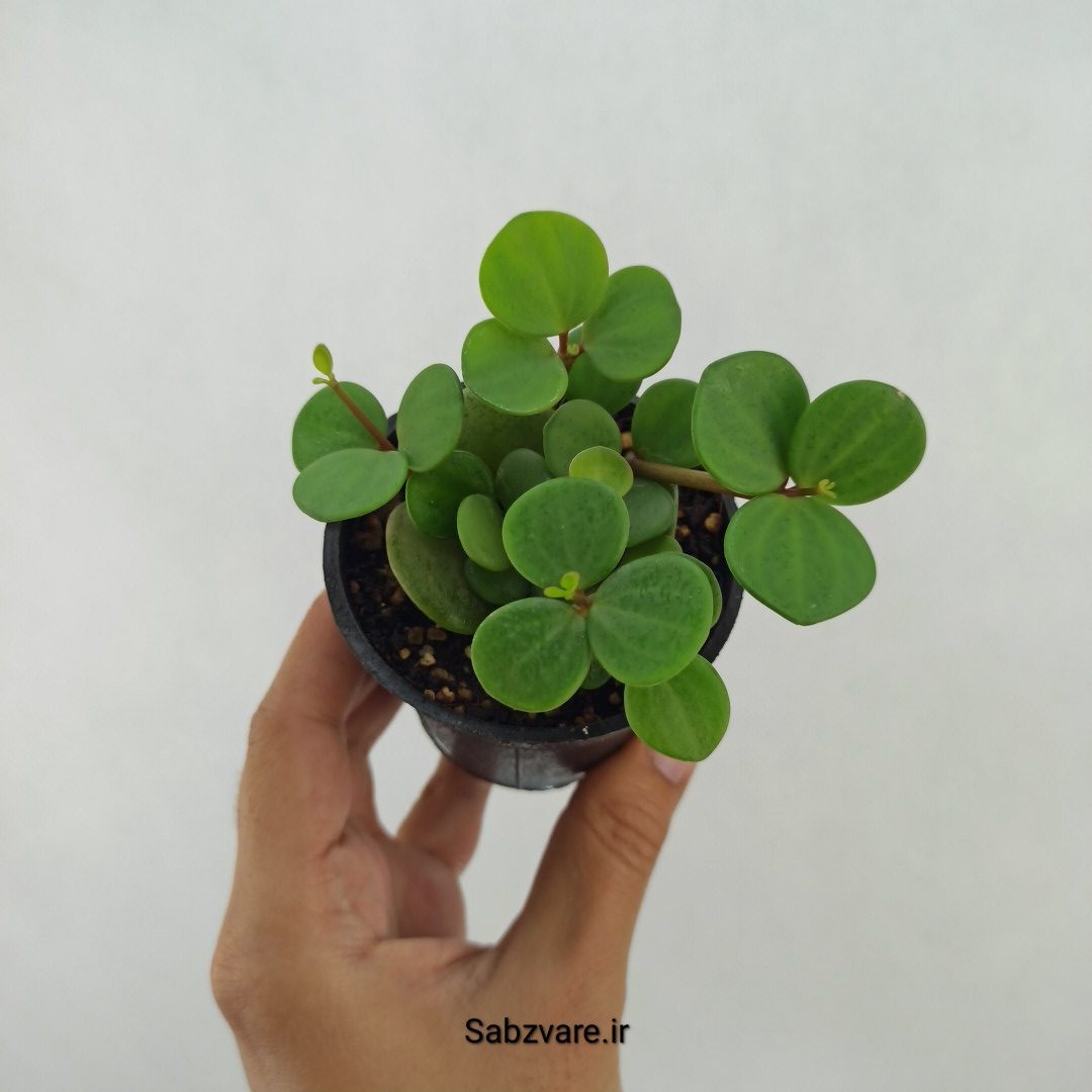 پپرومیا هوپ یا سکه ای (F24328)