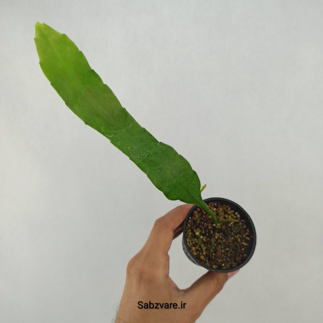 اپیفیلوم فیلانتوس (ملکه شب) (F24326)
