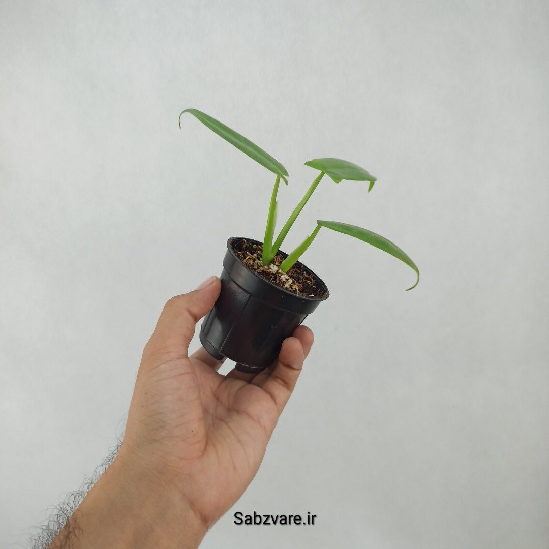 فیلودندرون برگ ویولونی (F24315) - Image 3