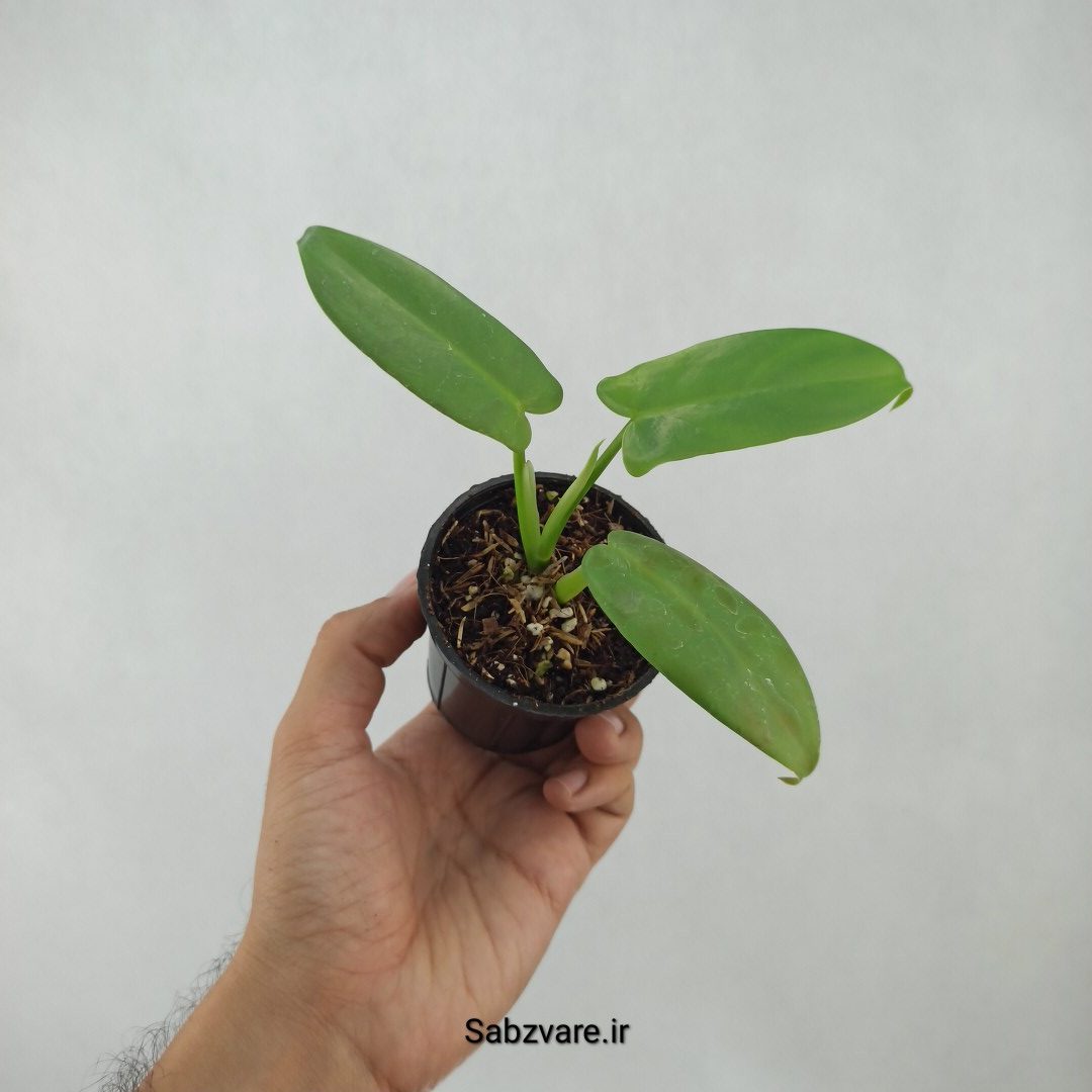 فیلودندرون برگ ویولونی (F24315)