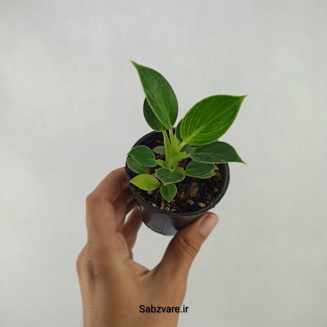 فیلودندرون برکین (E24310)