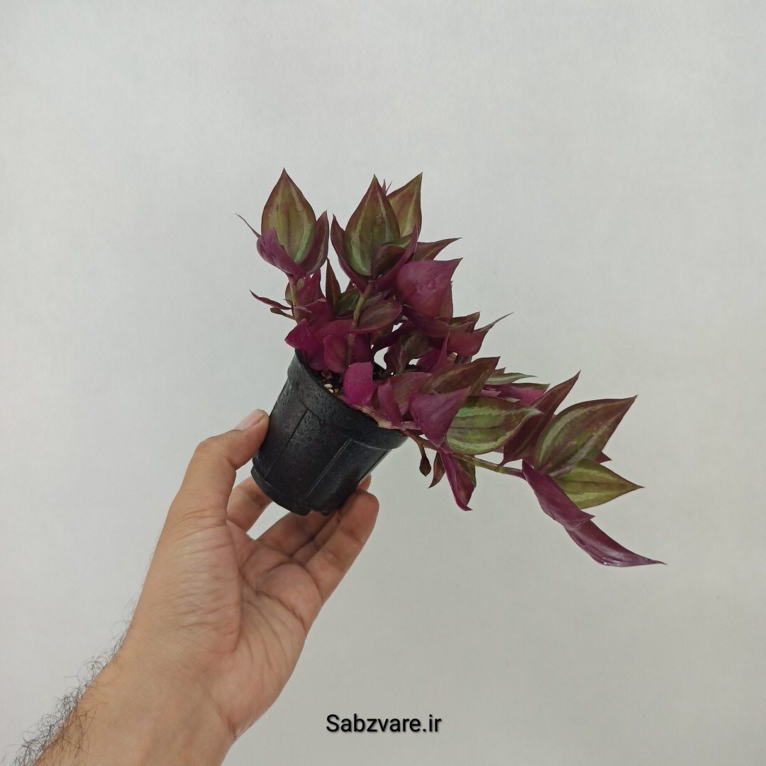 برگ بیدی پوست پیازی (G24340) - Image 3