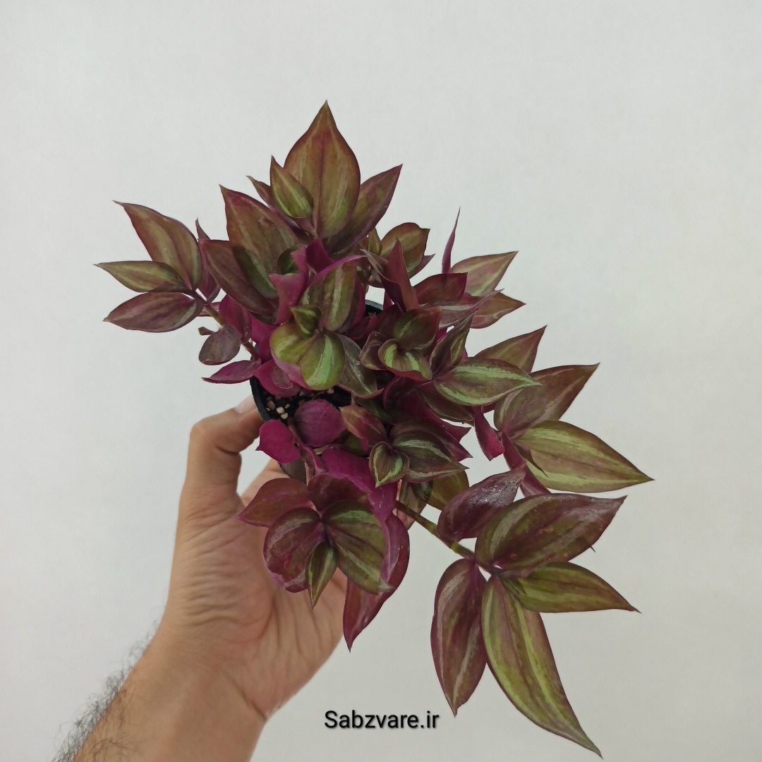 برگ بیدی پوست پیازی (G24340) - Image 2
