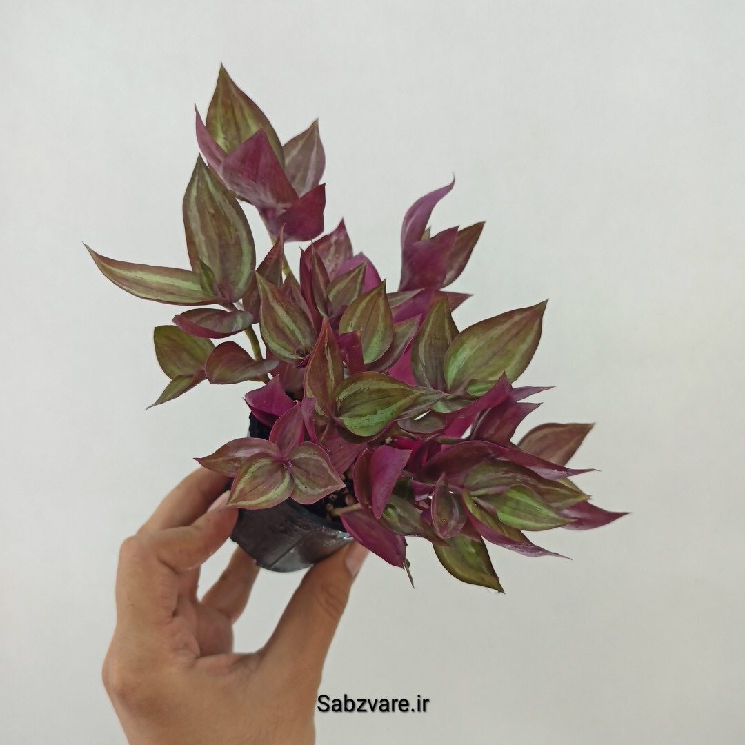 برگ بیدی پوست پیازی (G24340)