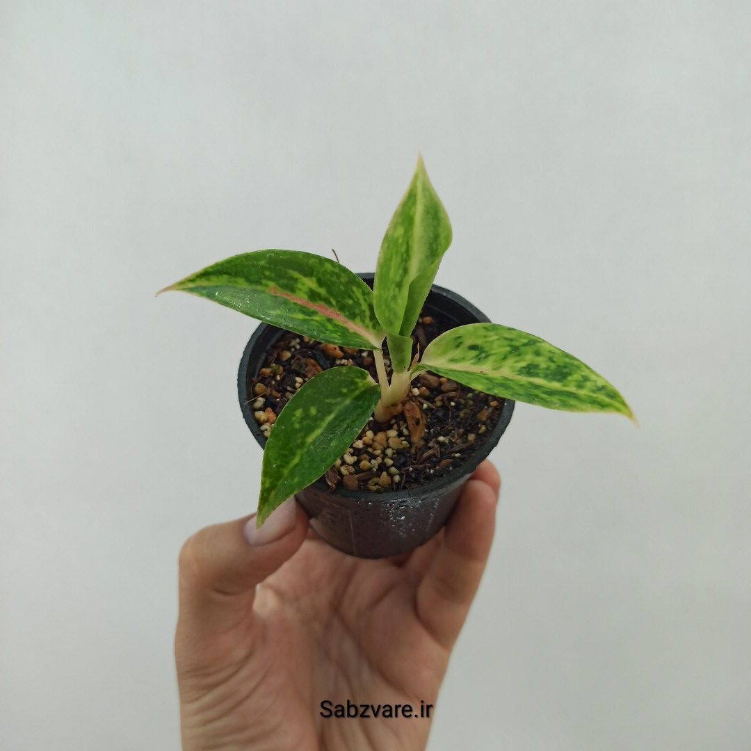 آگلونما رنگی (G24338)