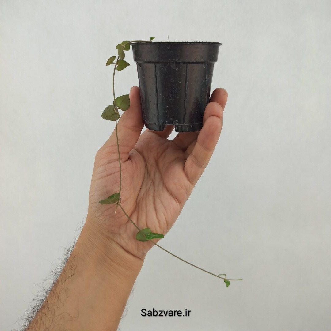 سروپژیا دوربان (G24345)