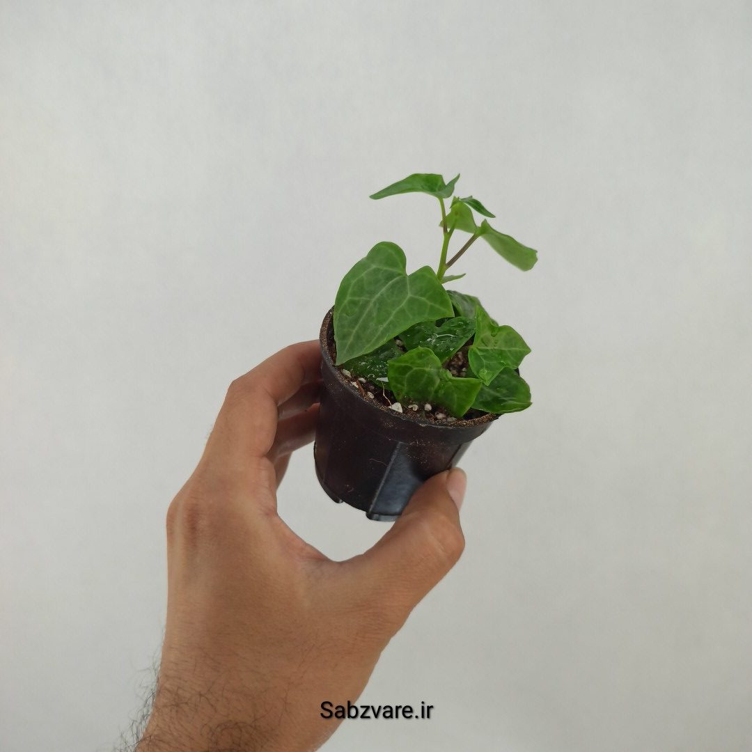 سنسیو ماکروگلسوس سبز (G24353)