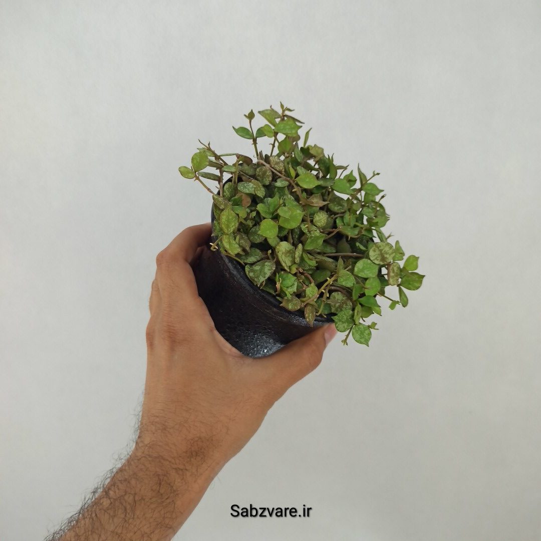 هویا کورتیزی (G24355)