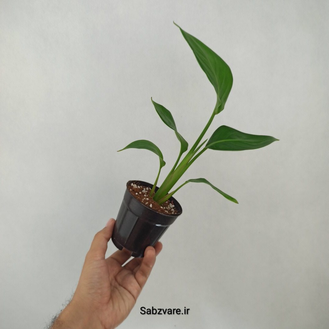 استرلیتزیا نیکولای (H24361)