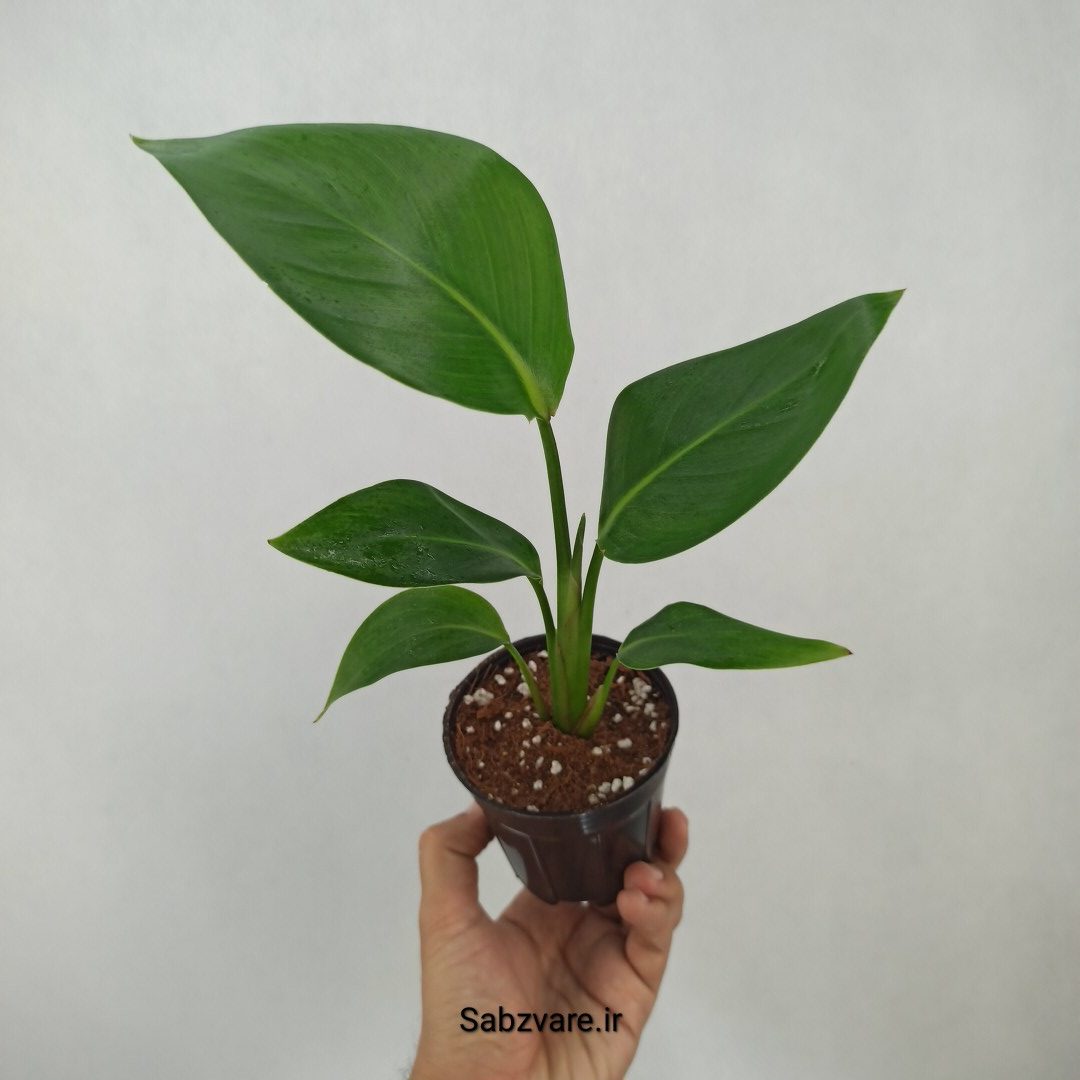 استرلیتزیا نیکولای (H24361) - Image 2