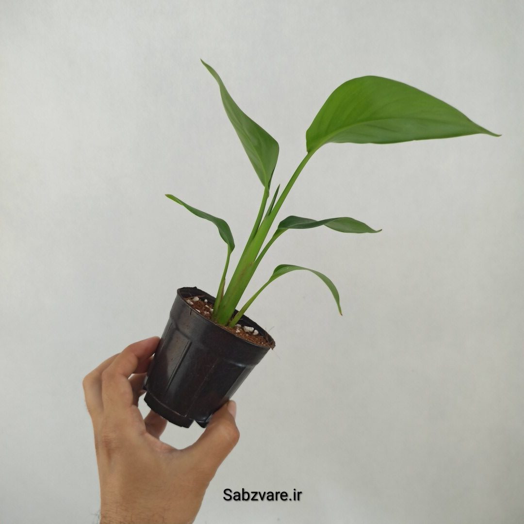 استرلیتزیا نیکولای (H24361) - Image 3