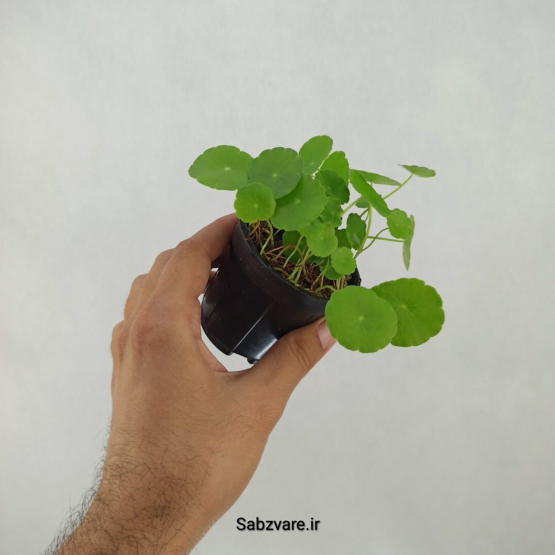 هیدروکوتیل ورتیسیلاتا (H24369) - Image 2