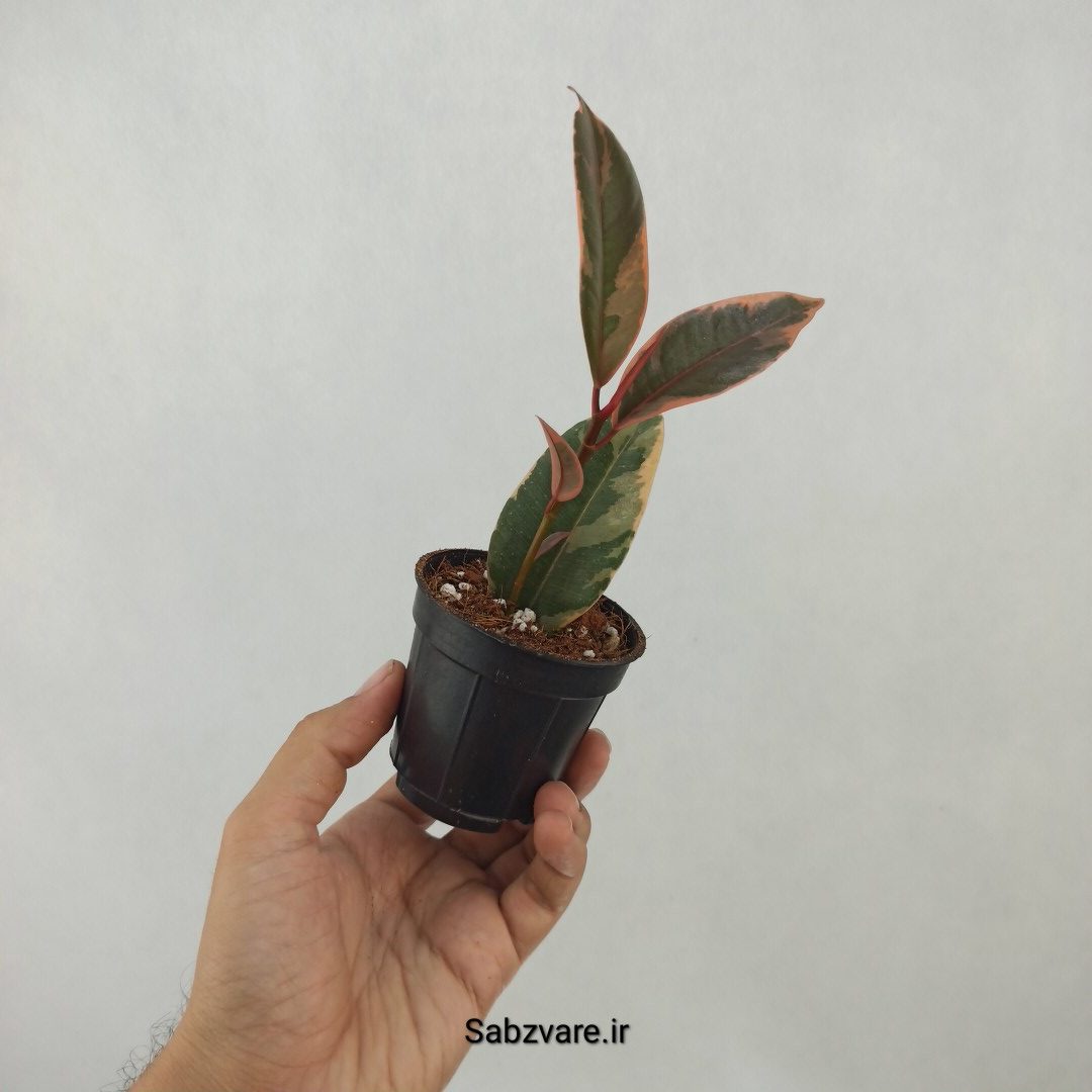 فیکوس شرابی (H24367) - Image 3