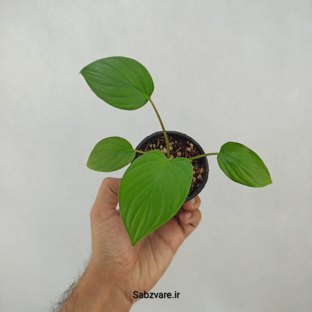 هومالومنا مگی (H24365)