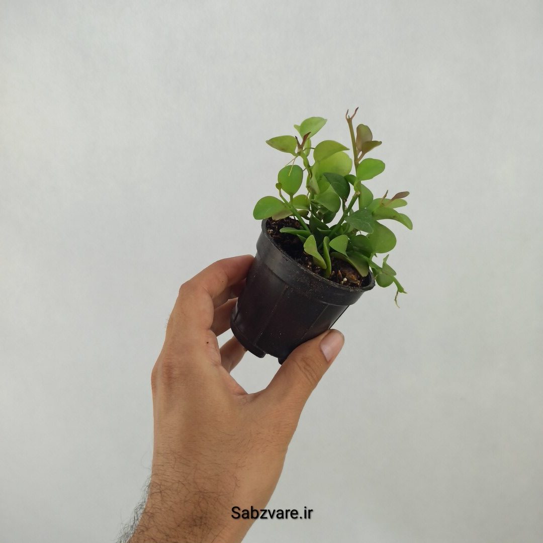 هویا دیسچیدیا گری (H24364) - Image 3