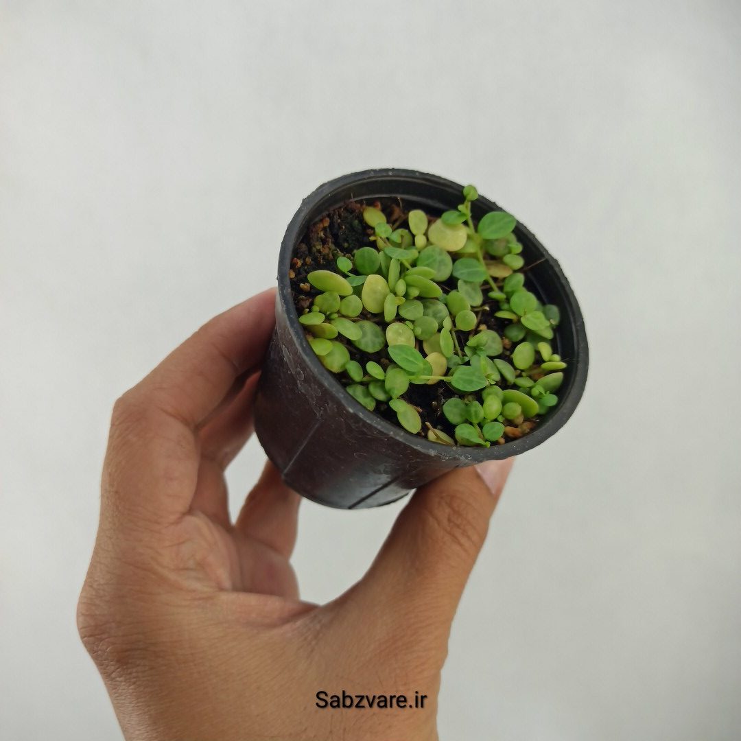 پپرومیا پروستراتا (زنجیر لاک پشتی) (I24394)