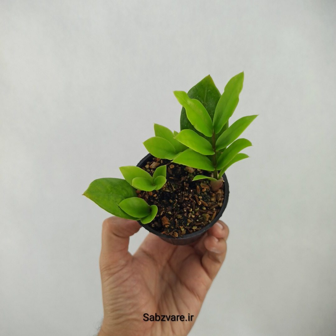 زامیفولیا سبز (چند بوته) (J24400) - Image 3