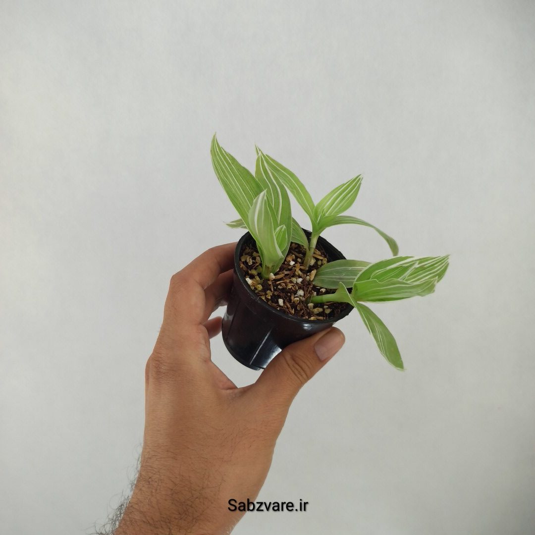 برگ بیدی ابلق (J24402)