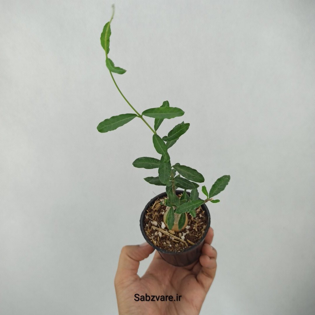 فوکیا ادولیس (J24403) - Image 3