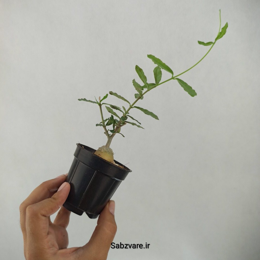 فوکیا ادولیس (J24403) - Image 2