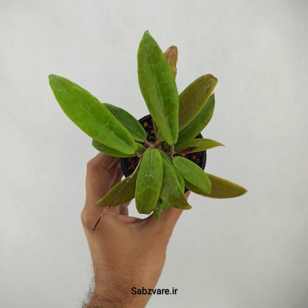 هویا ایلیگرام (J24404) - Image 3