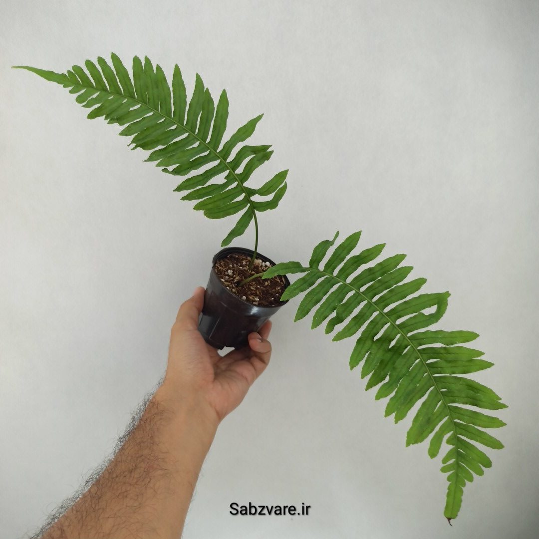 سرخس هیرکانی (J24405) - Image 3