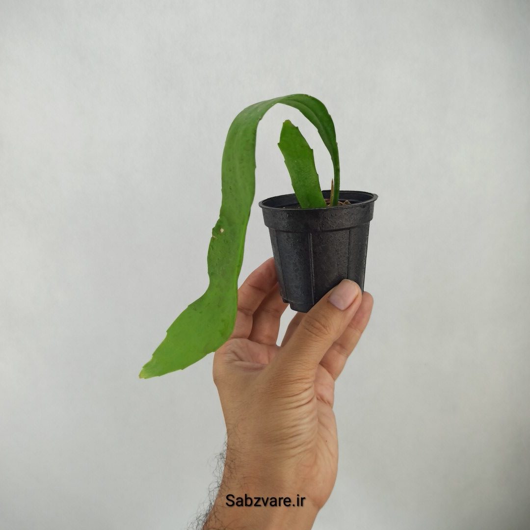 اپیفیلوم فیلانتوس (ملکه شب) (J24406) - Image 2