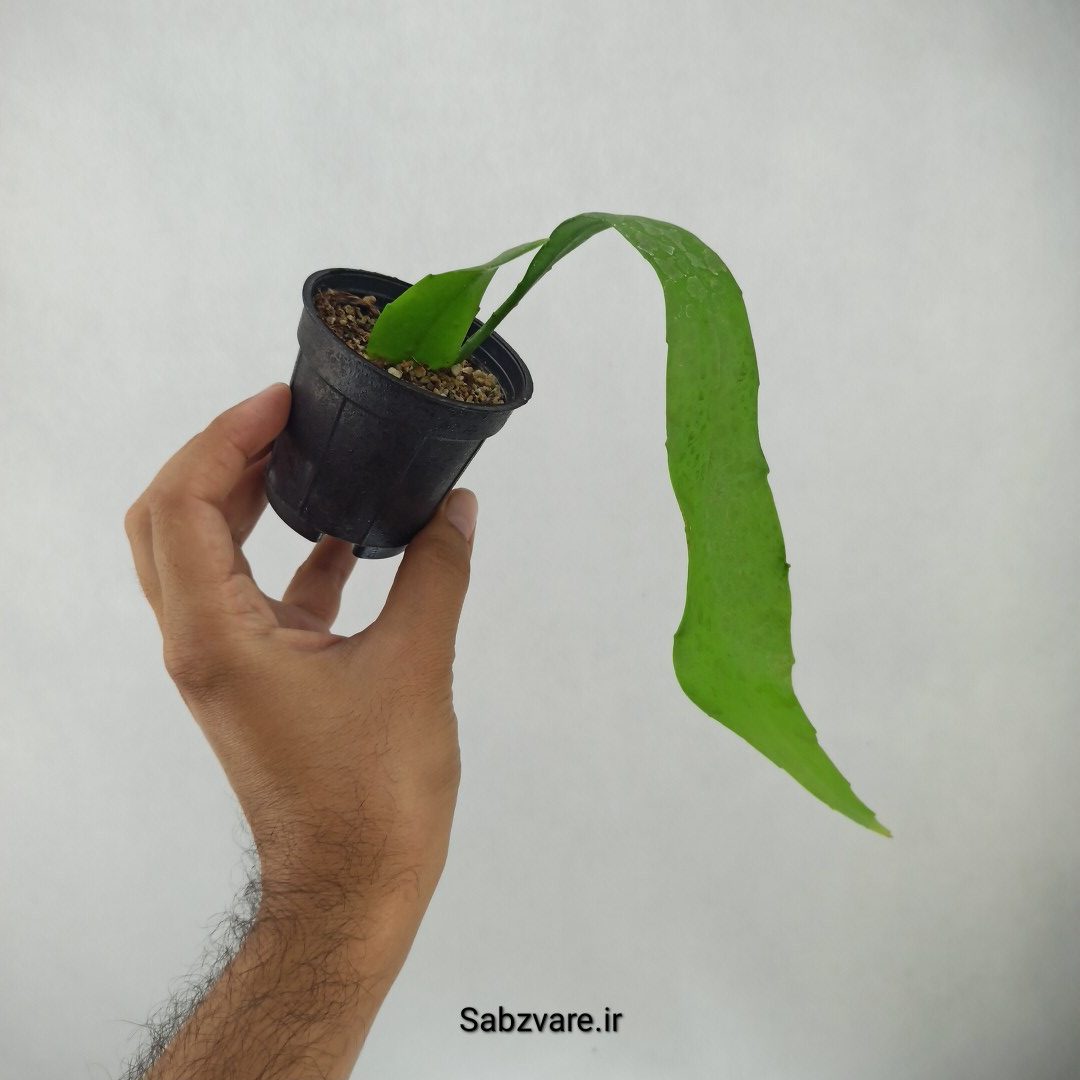 اپیفیلوم فیلانتوس (ملکه شب) (J24406) - Image 3