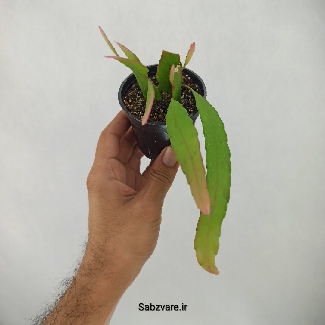 ریپسالیس رامولوسا (I24388) - Image 3