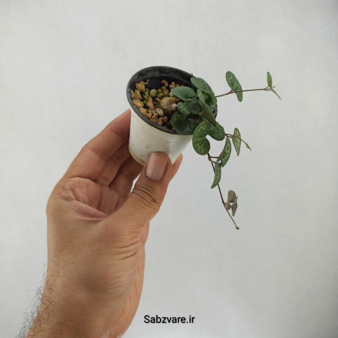 سروپژیا سبز (I24381) - Image 3