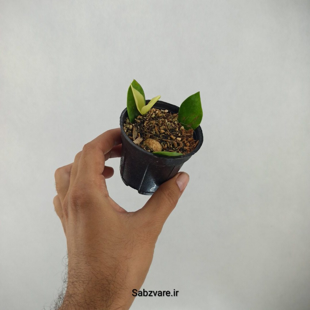 زامیفولیا ابلق (I24380) - Image 3