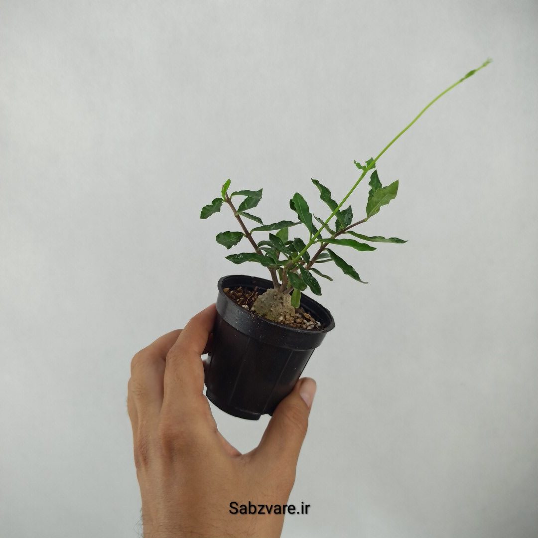 فوکیا ادولیس (H24376) - Image 3